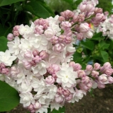 Lila moskovska ljepota (ljepota moskve): sadnja i njega